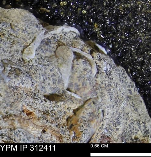 undet. Mollusca