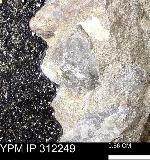 undet. Bivalvia