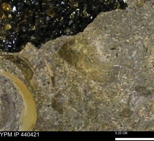 Protocardia subquadrata