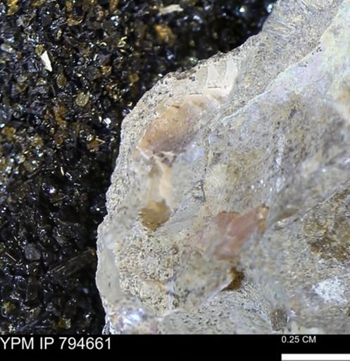 undet. Mollusca