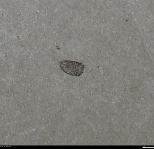 undet. Coleoptera