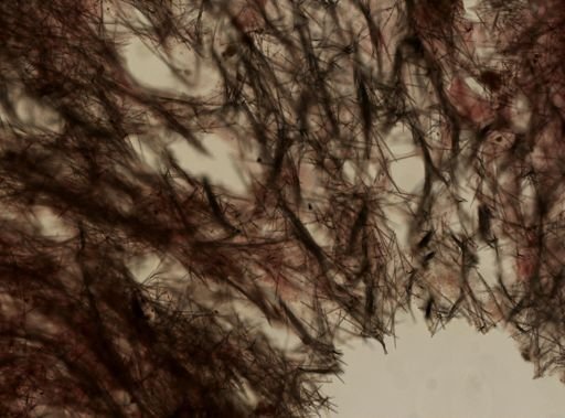 Halichondria bowerbanki
