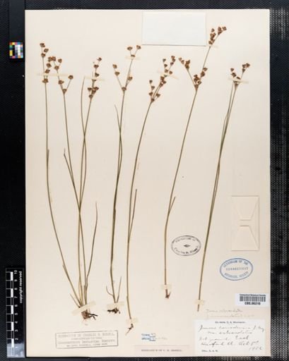 Juncus subcaudatus