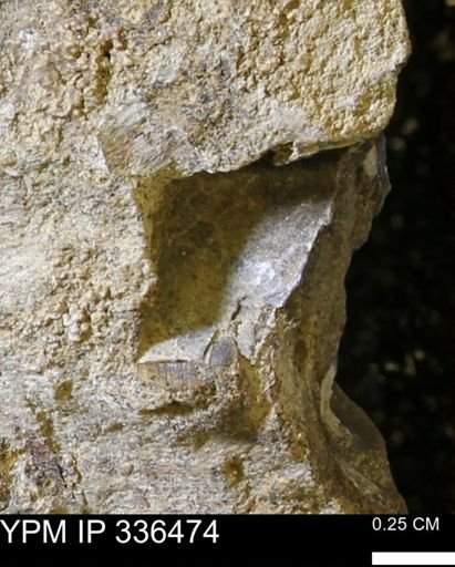 undet. Mollusca