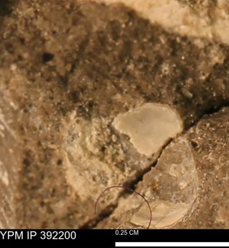 Protocardia sp.