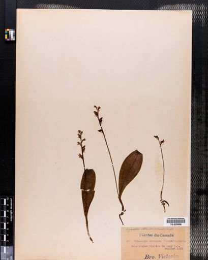 Habenaria