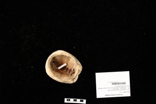 Terrapene carolina triunguis