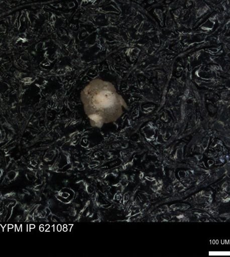 undet. Foraminiferida