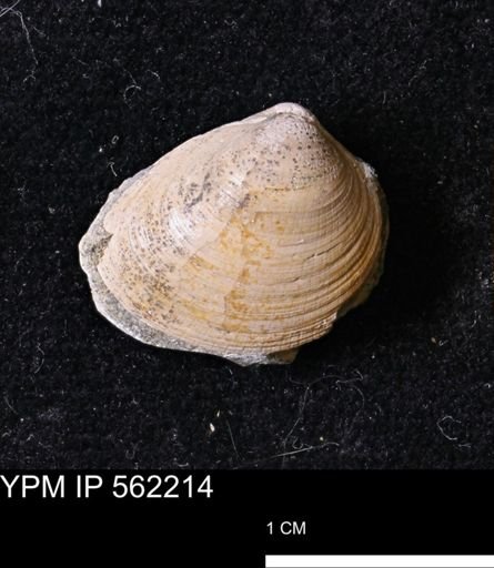 Limopsis striatopunctatus