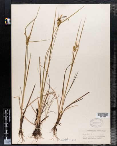 Carex flava