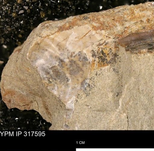 undet. Inoceramidae