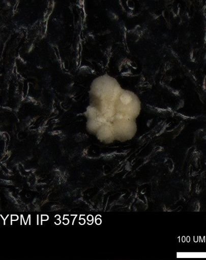 undet. Foraminiferida