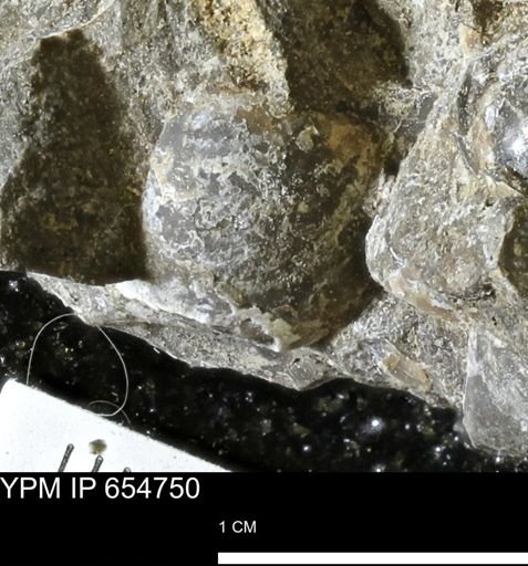 Protocardia