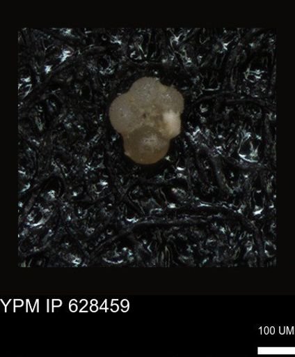 undet. Foraminiferida