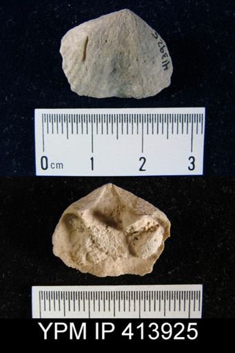 undet. Spiriferoidea