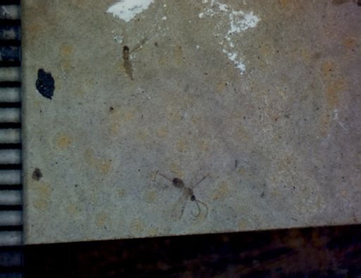 Diptera?