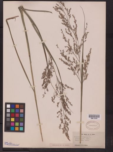 Panicum virgatum
