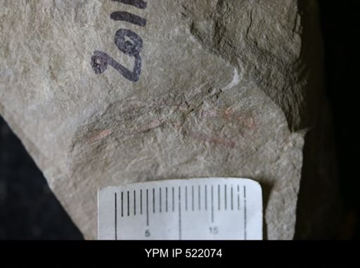 undet. Arthropoda