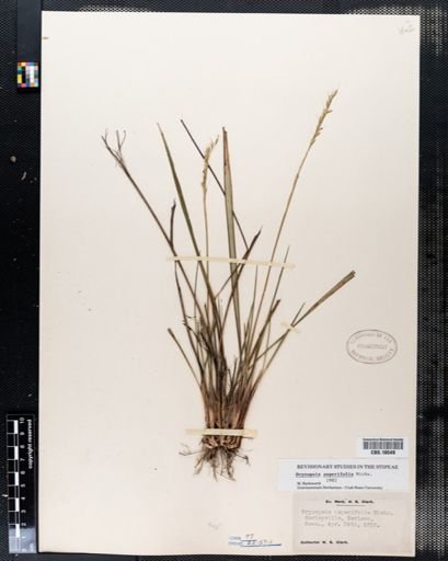 Oryzopsis asperifolia