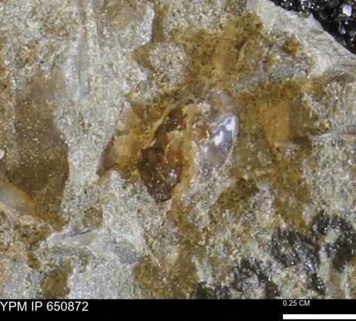 undet. Scaphitidae
