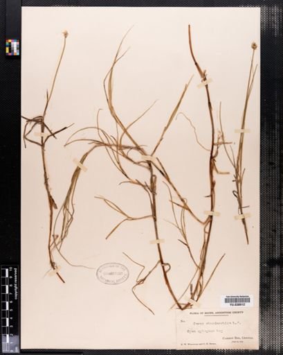 Carex chordorrhiza