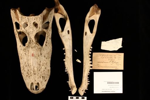 Alligator mississippiensis