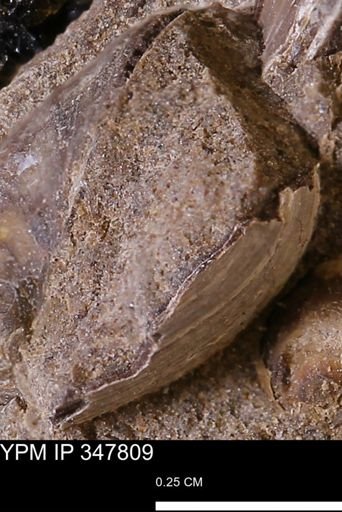 undet. Bivalvia