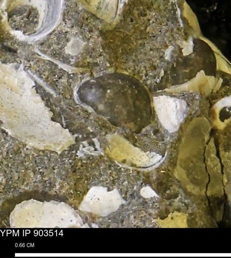 Corbulamella sp.