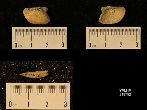 Chonetes granulifer