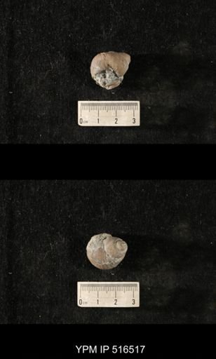 Cyclonema bilix lata