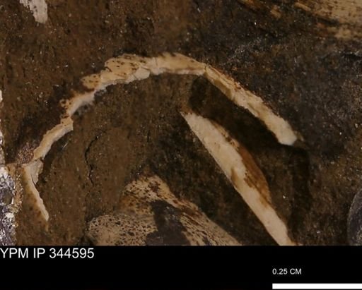 undet. Mollusca