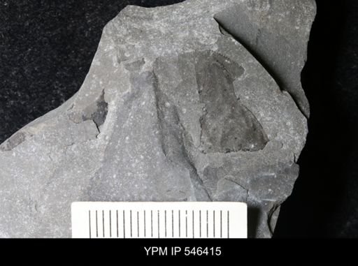 undet. Eurypterida