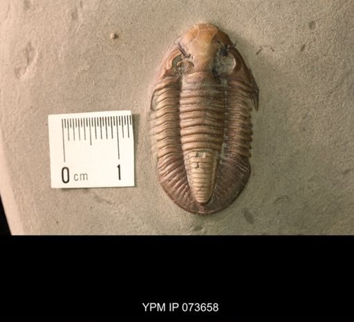Griffithides bufo
