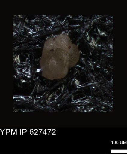 undet. Foraminiferida