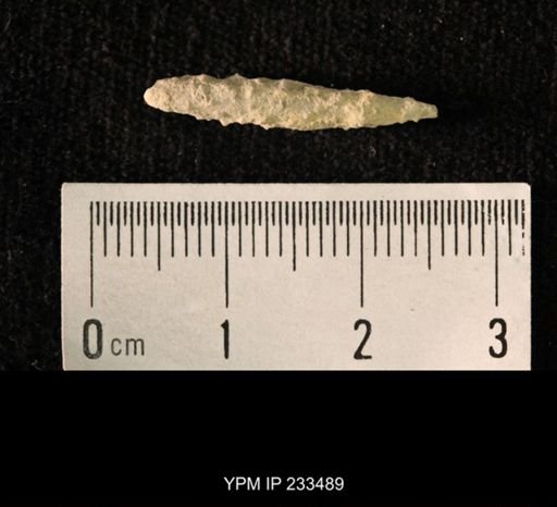 Archaeocidaris sp.