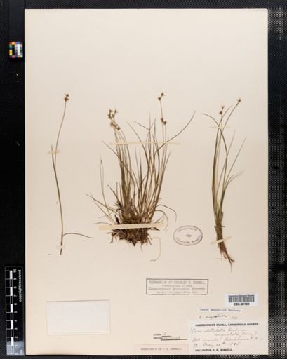 Carex angustior