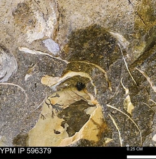 Limopsis? striatopunctatus