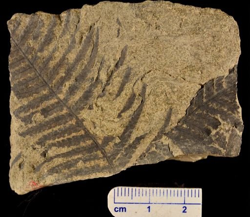 Microphyllopteris delicata