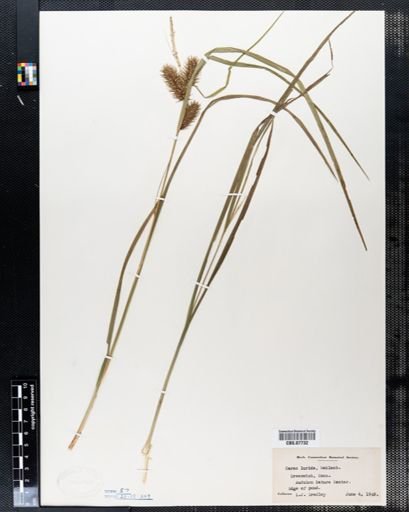 Carex lurida