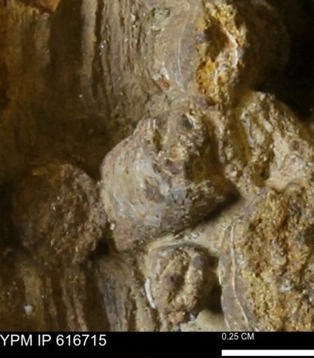 Teredo sp.