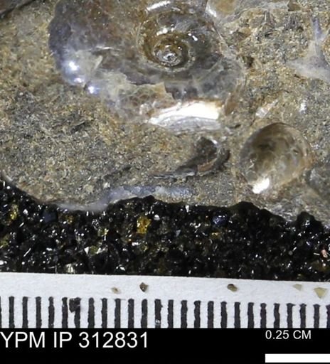 undet. Mollusca