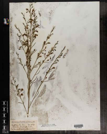 Plantae