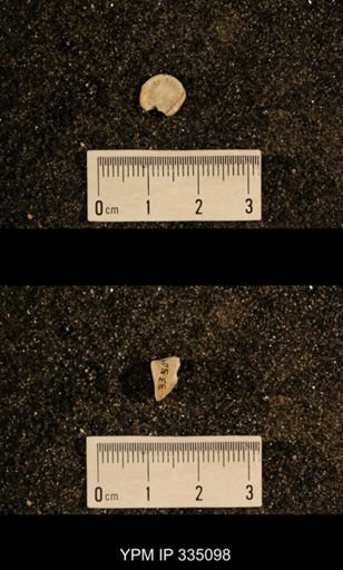 Lophophyllum profundum