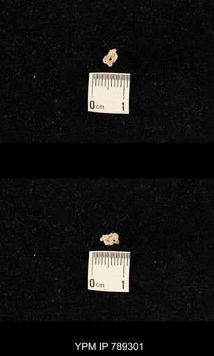 undet. Crinoidea