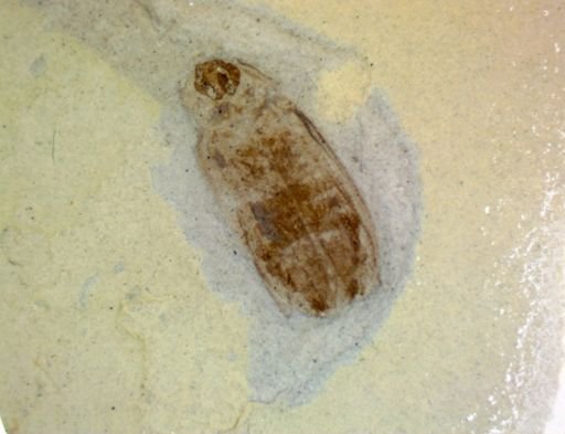 Coleoptera?