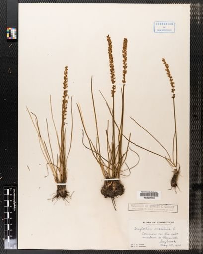 Triglochin maritima