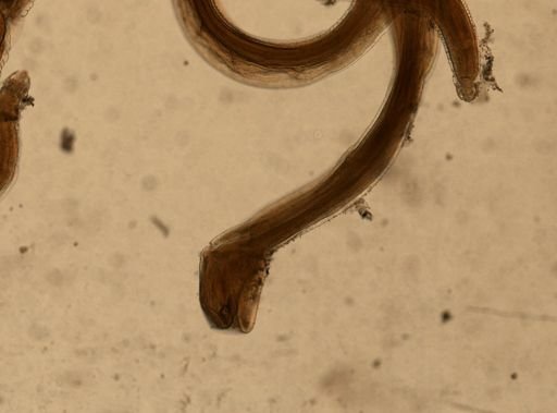 Hedruris chandleri