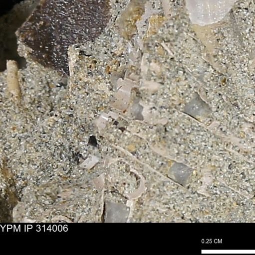 undet. Scaphopoda