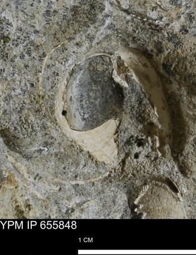 Limopsis sp.