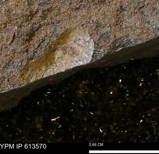 Scaphites sp.